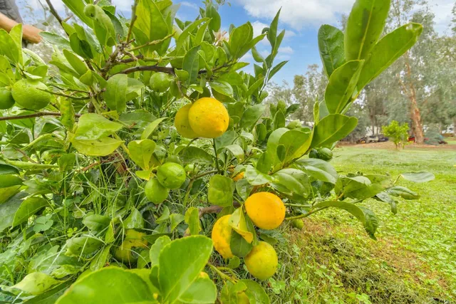 a view of a field with plants and large trees