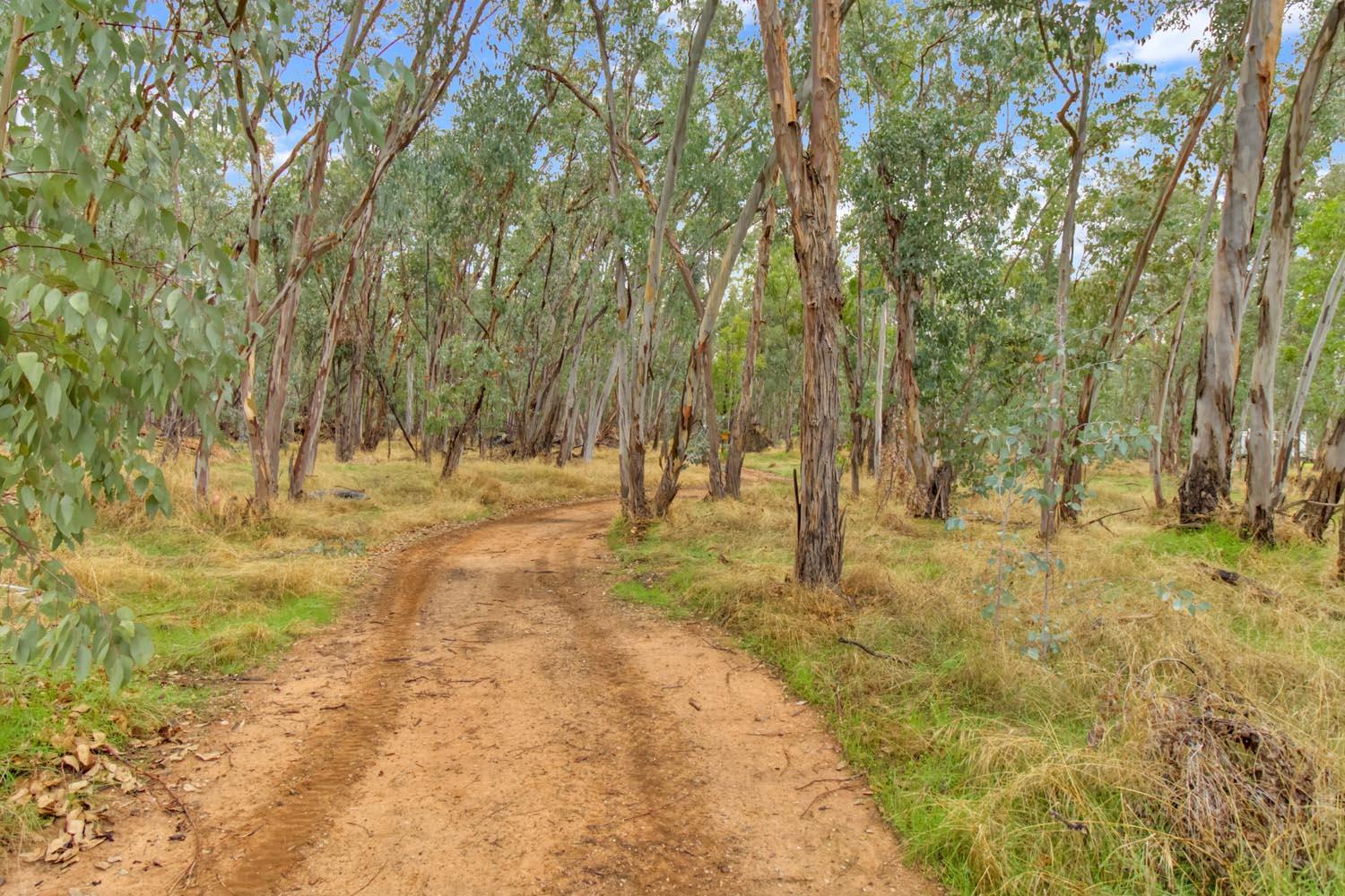 13435 Bennett Road Herald, CA 95638 - Photo 68 of 80 a view of yard with trees