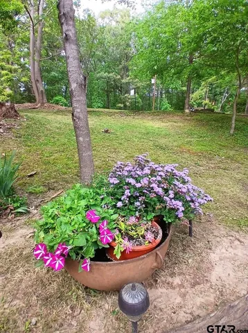 a view of a garden with a large tree