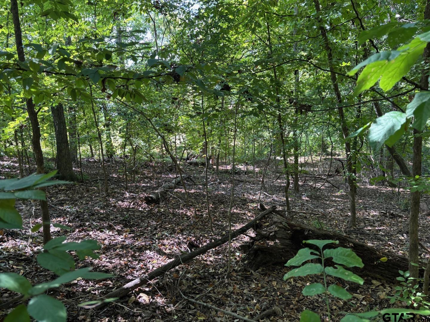 Lot 5 Paradise Lane Flint, TX 75762 - Photo 2 of 3 a backyard of a house with lots of green space