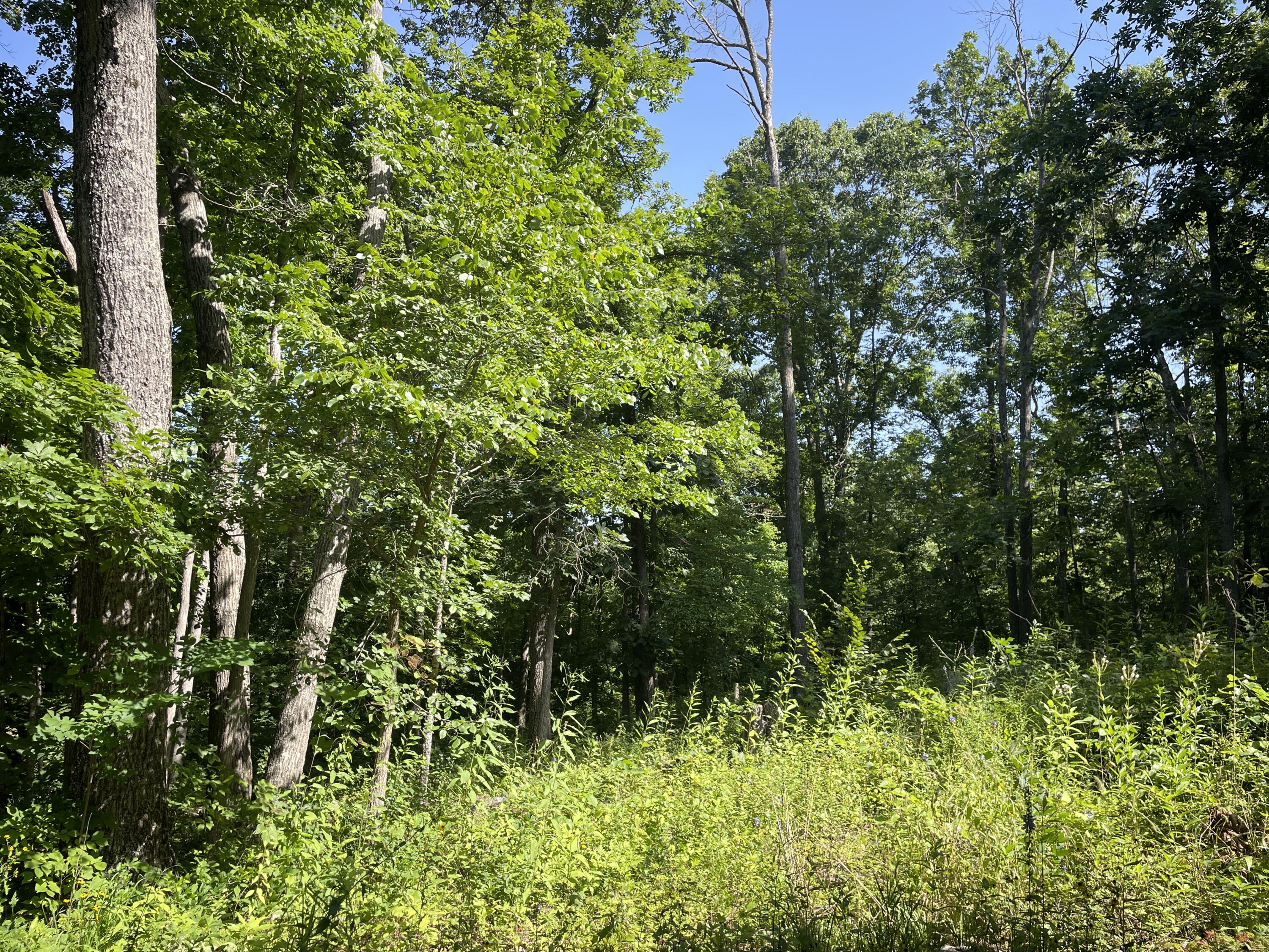 16569 Co Road, Unit 14533 Seymour, MO 65746 - Photo 60 of 60 IMG_7401