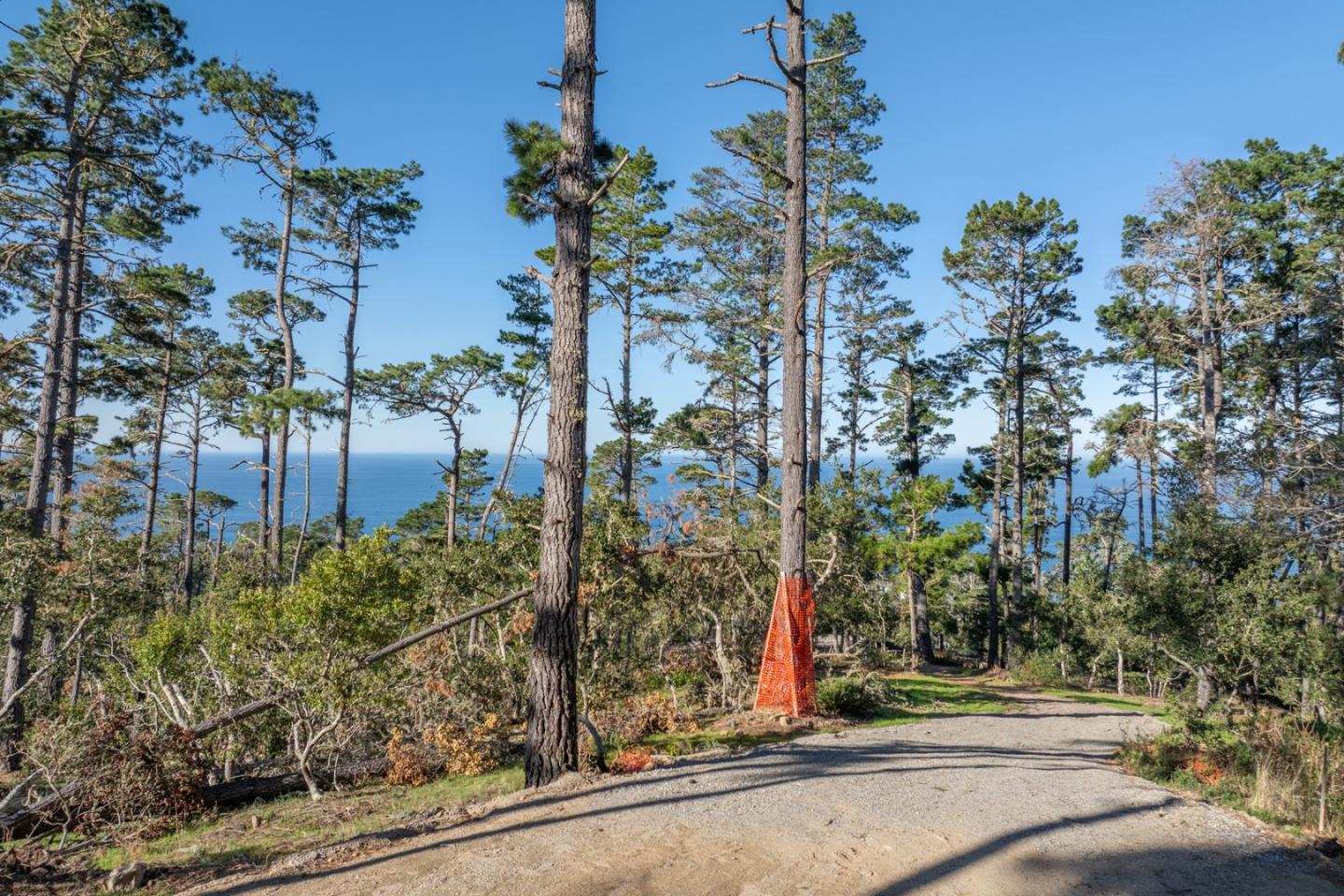 90 Crest Road Carmel, CA 93923 - Photo 4 of 8 a view of a park with a tree