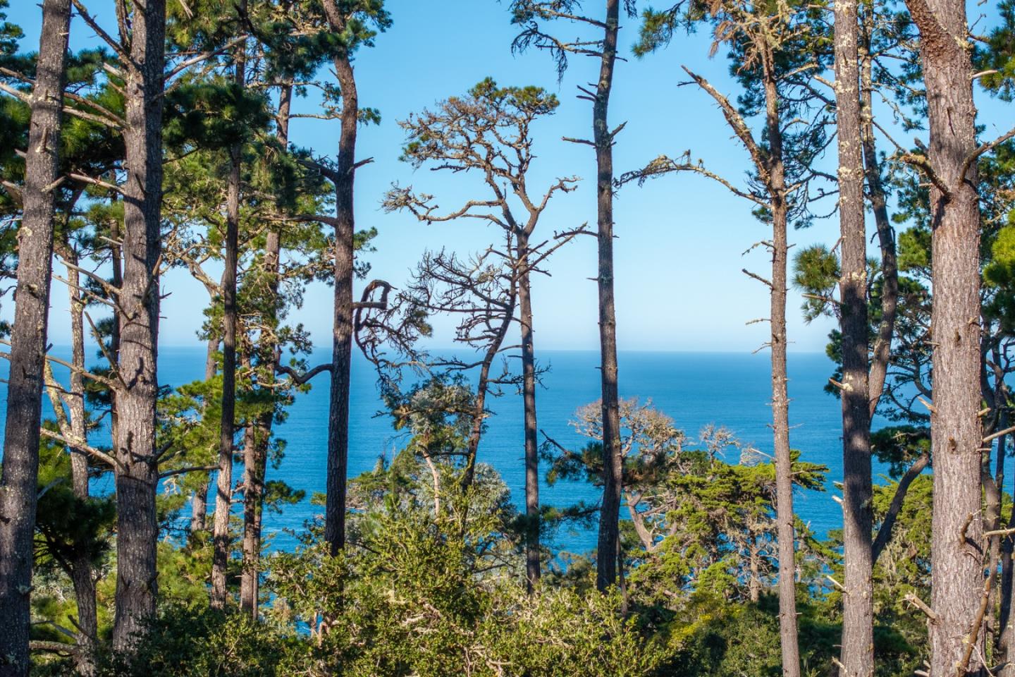 90 Crest Road Carmel, CA 93923 - Photo 5 of 8 a backyard of a building with lots of green space