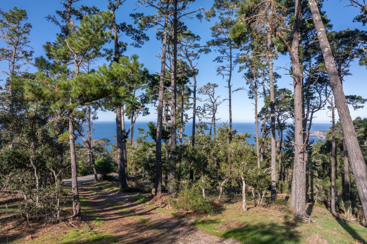 90 Crest Road Carmel, CA 93923 - Photo 8 of 8 a view of a yard with plants and trees