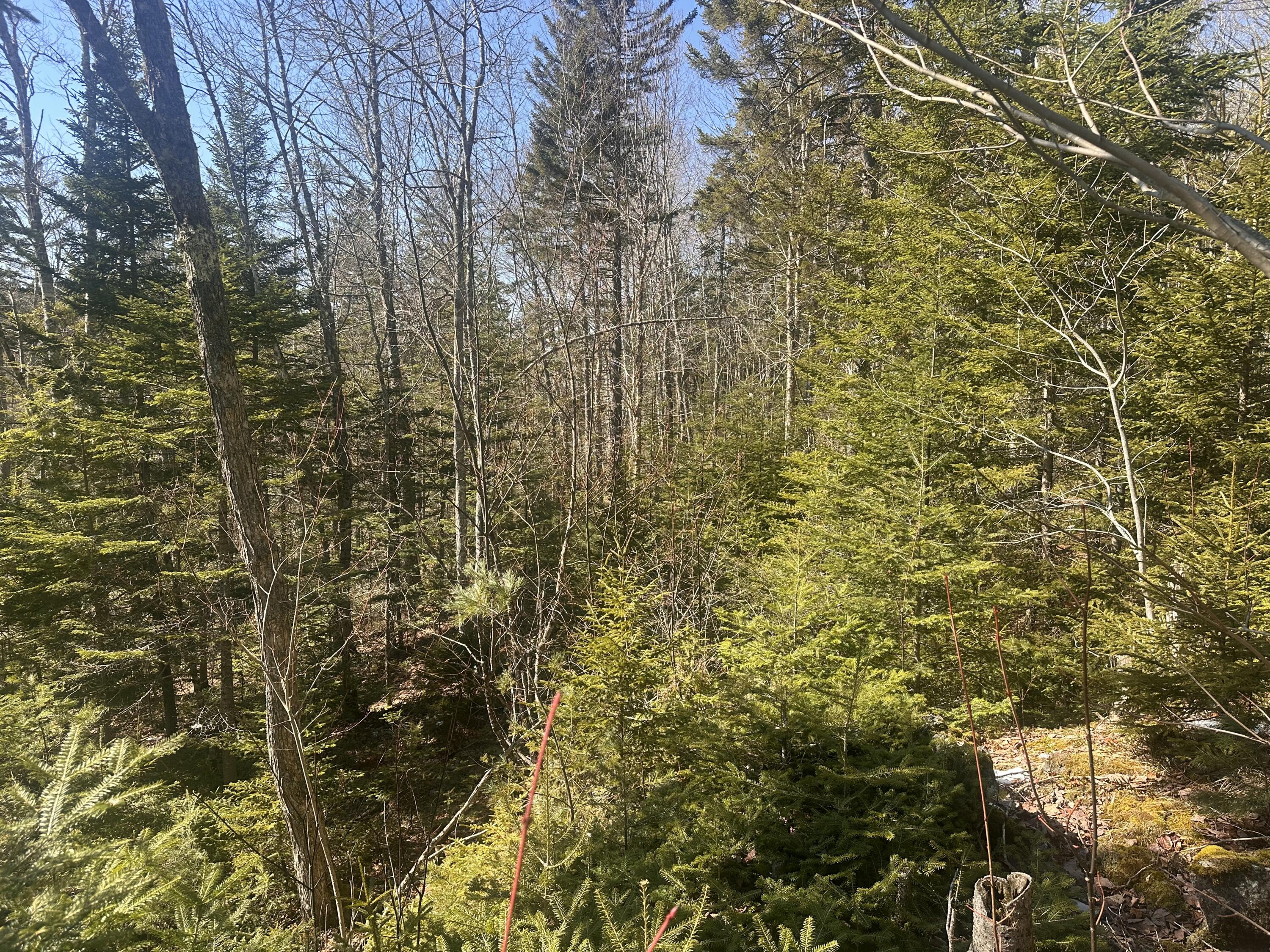 237 Knights Pond Road Northport, ME 04849 - Photo 22 of 29 IMG_6556