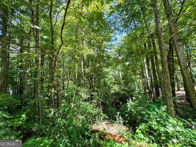 a view of a lush green forest