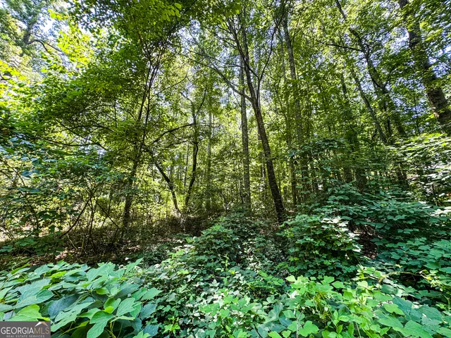 a view of a lush green forest