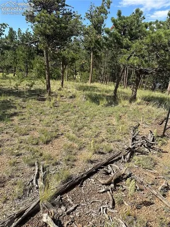 a view of a yard with trees