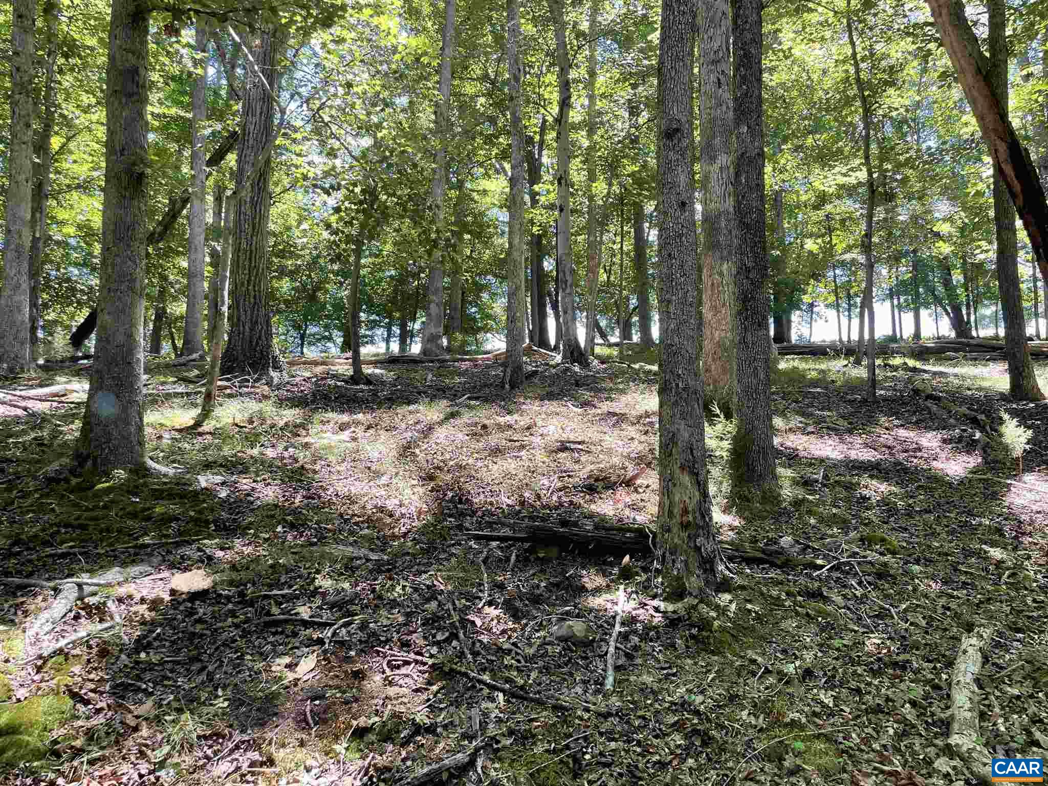 772 Poplar Spring Road Scottsville, VA 24590 - Photo 60 of 74 a view of a tree in the middle of a forest