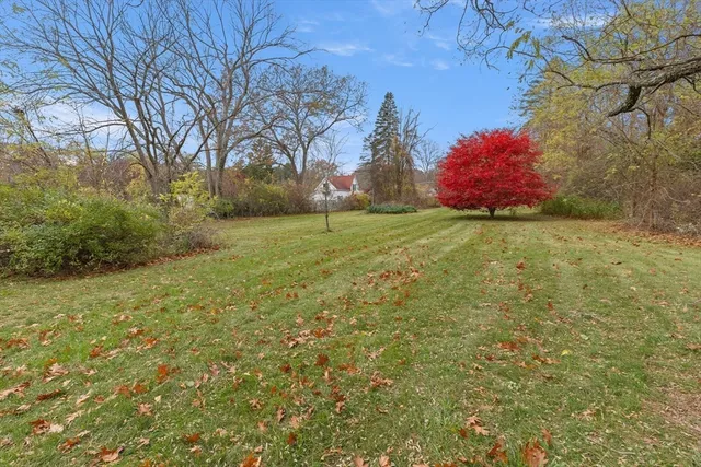 a view of a yard with plants and large trees