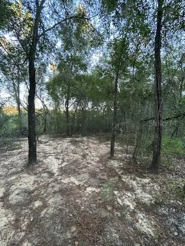 a view of a forest with trees in the background