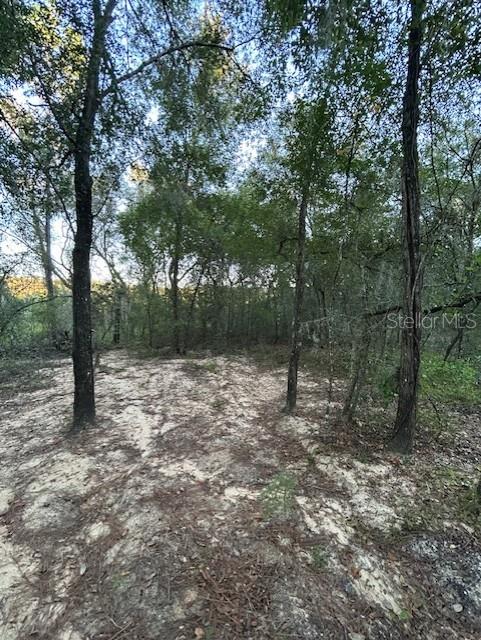 272 Riviera Drive Interlachen, FL 32148 - Photo 1 of 2 a view of a forest with trees in the background
