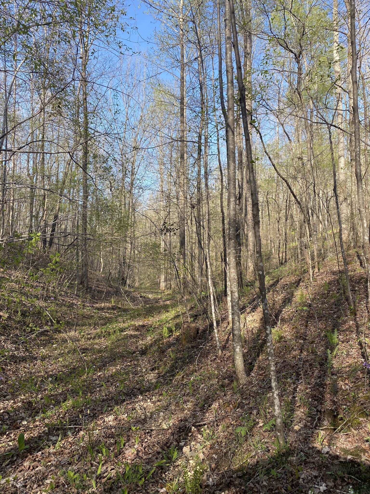 175 Homer Turnbow Road Hohenwald, TN 38462 - Photo 24 of 53 Gallery Image 24