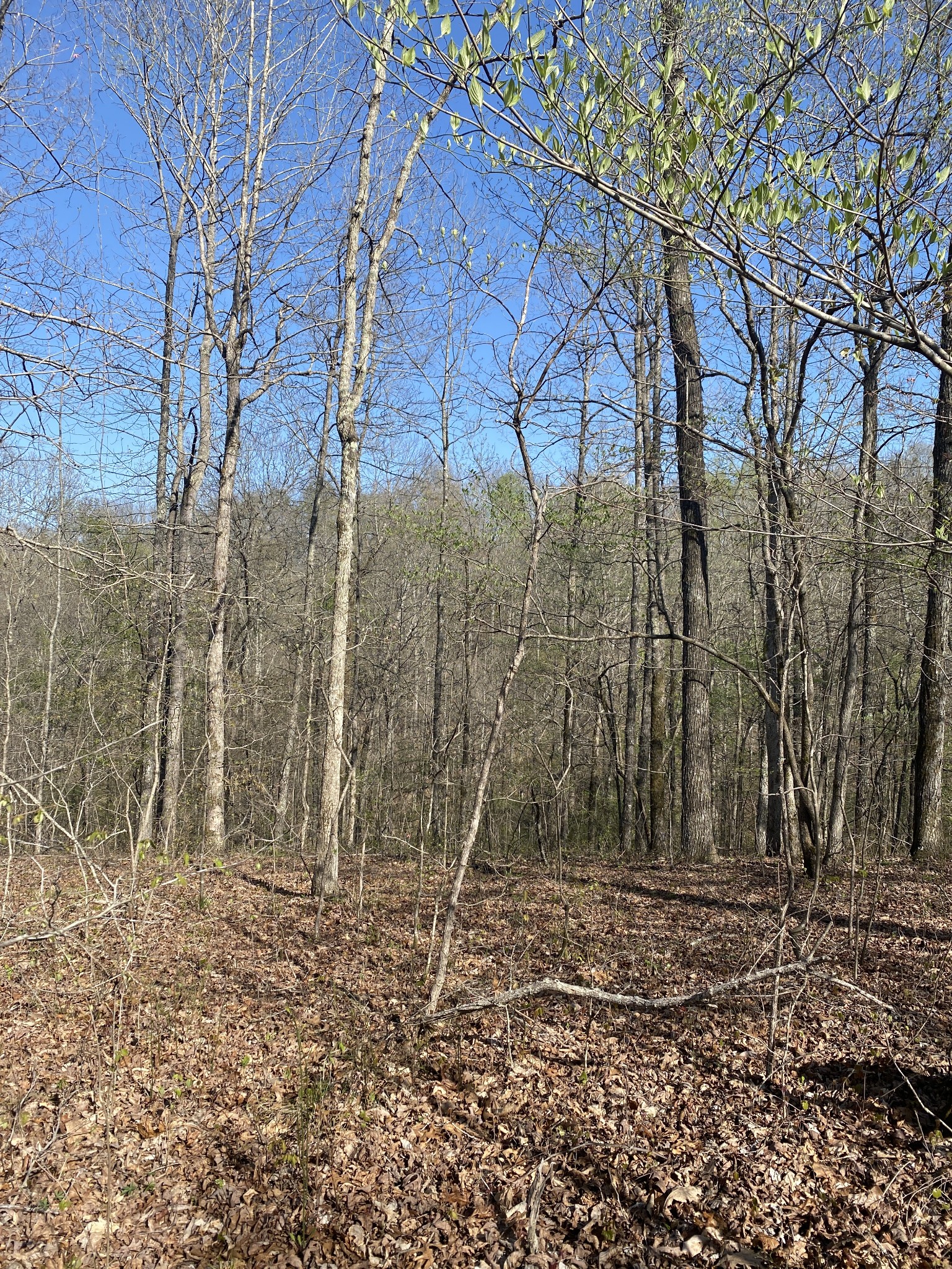 175 Homer Turnbow Road Hohenwald, TN 38462 - Photo 3 of 53 Gallery Image 3