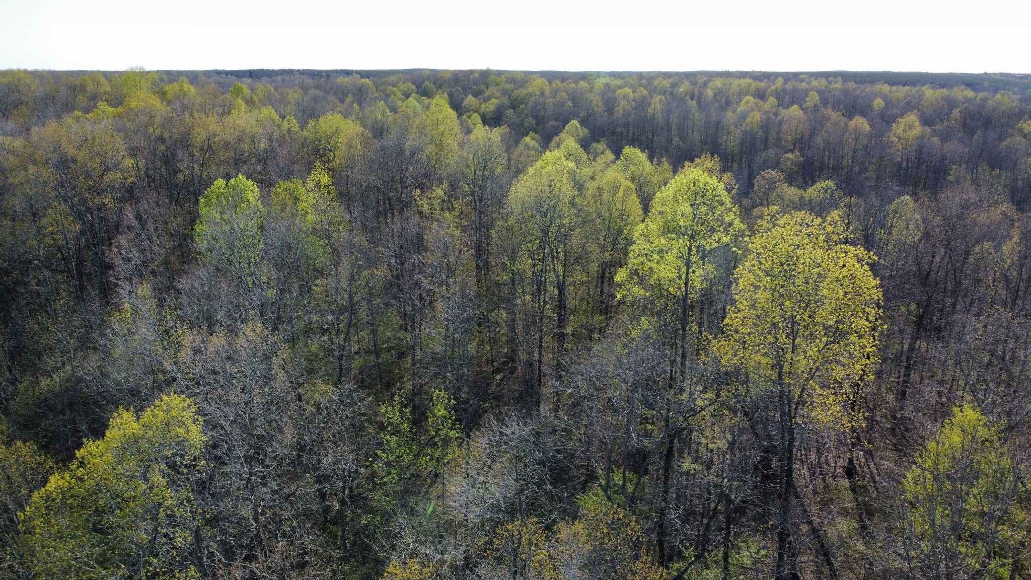 175 Homer Turnbow Road Hohenwald, TN 38462 - Photo 36 of 53 Gallery Image 36