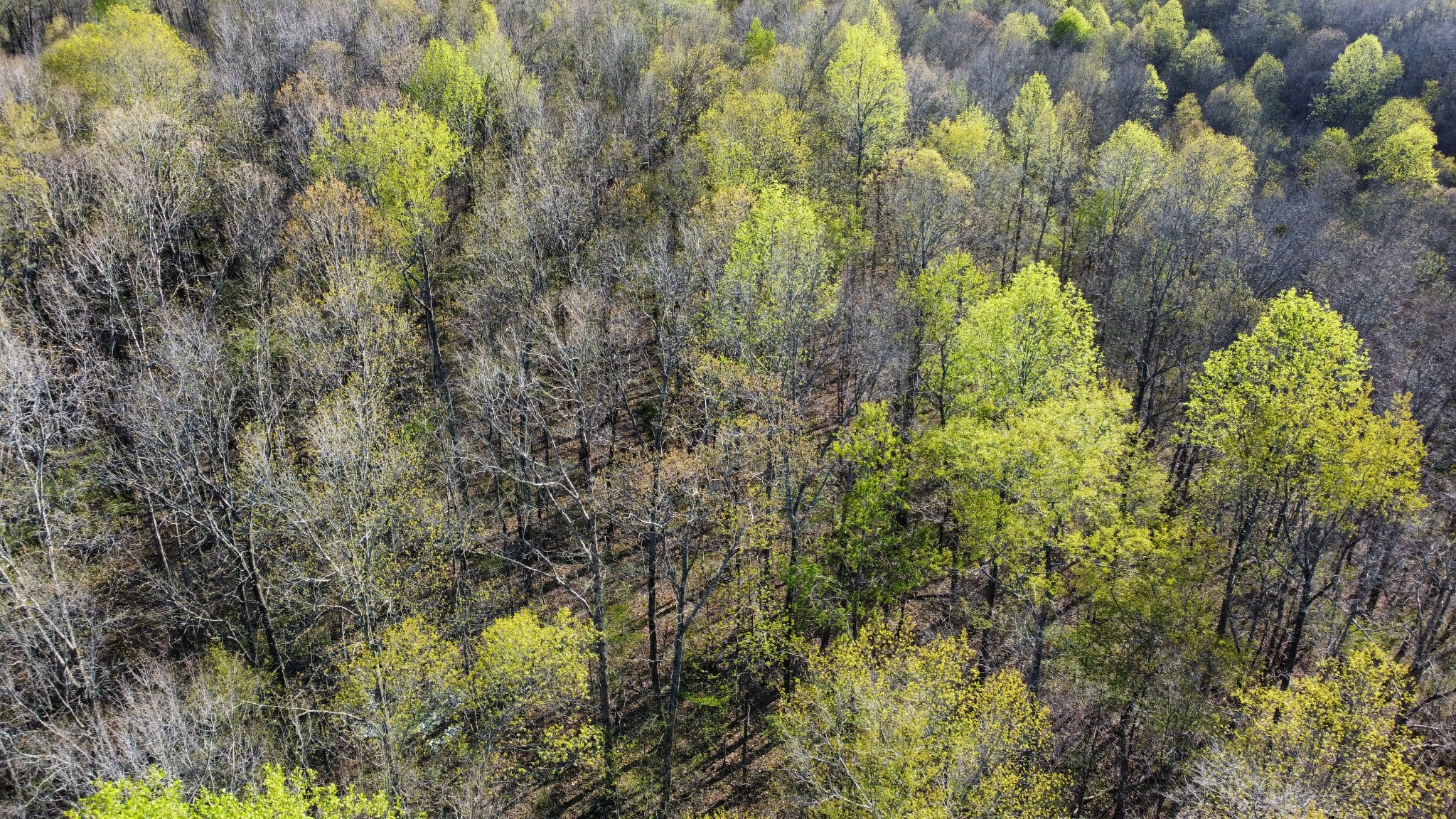 175 Homer Turnbow Road Hohenwald, TN 38462 - Photo 51 of 53 Gallery Image 51