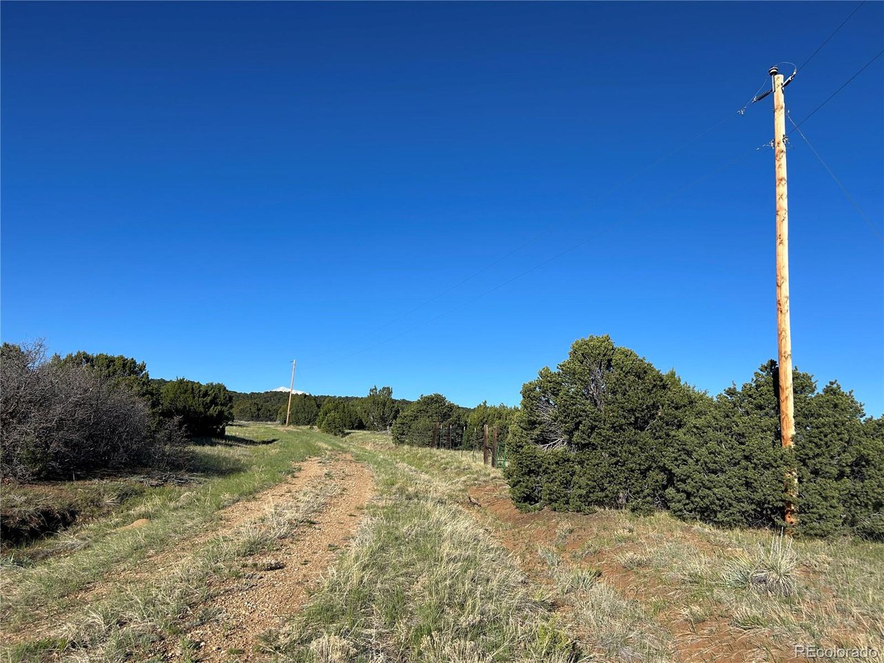 a view of a dry yard with trees