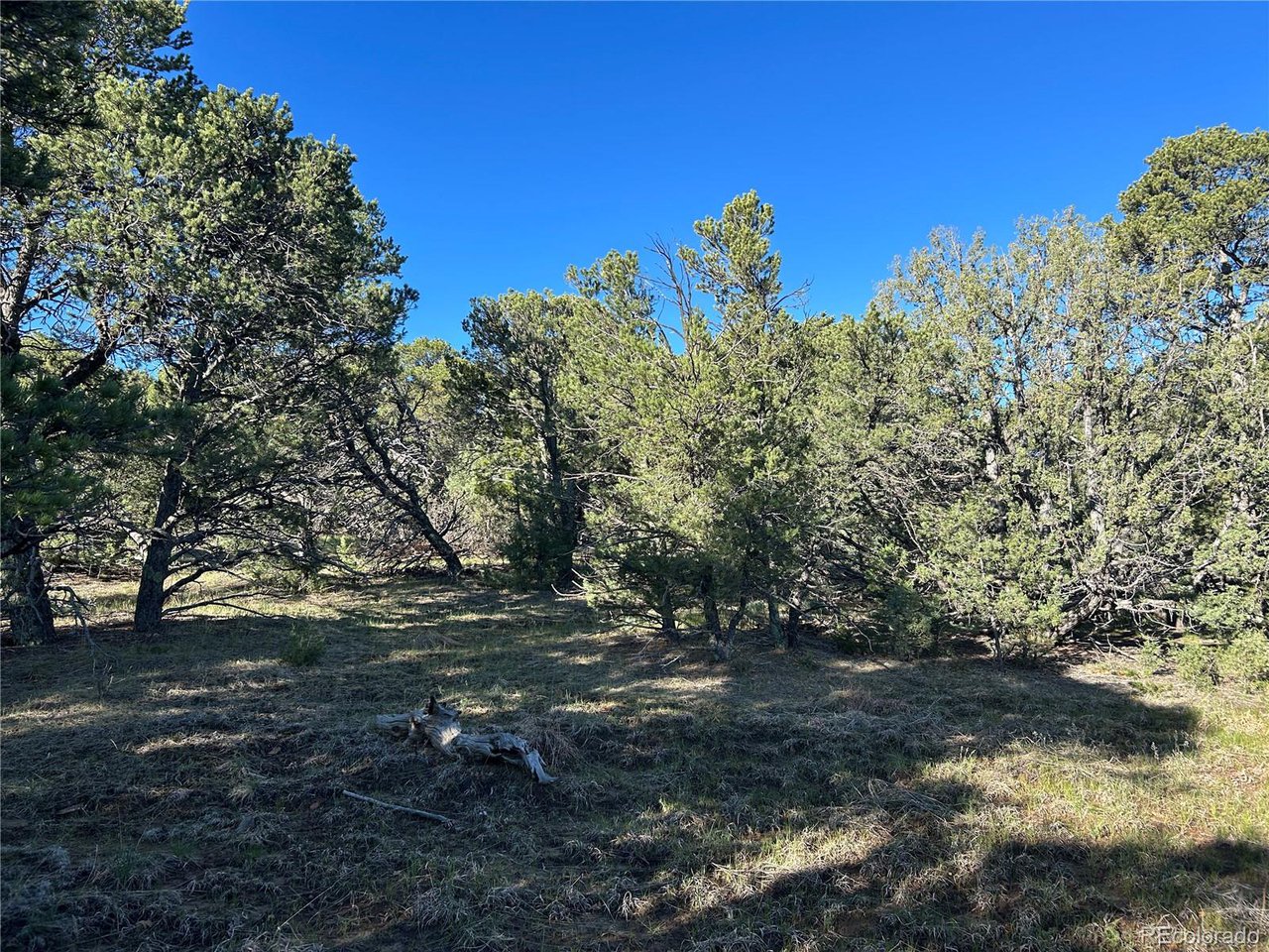 165 Silver Spur Road Walsenburg, CO 81089 - Photo 13 of 18 a view of a yard with a tree