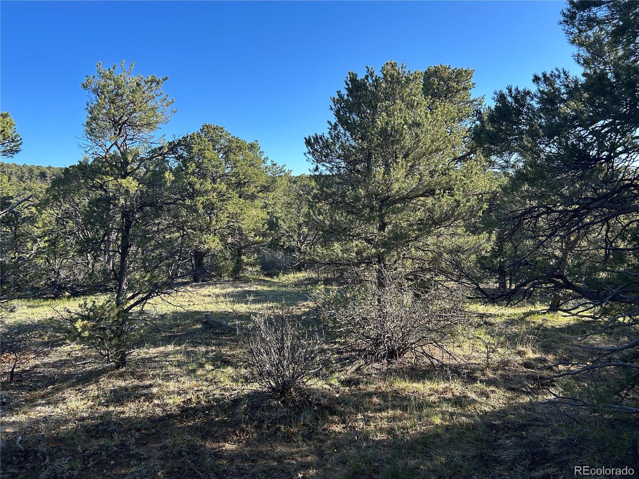 165 Silver Spur Road Walsenburg, CO 81089 - Photo 14 of 18 a view of a yard with a tree