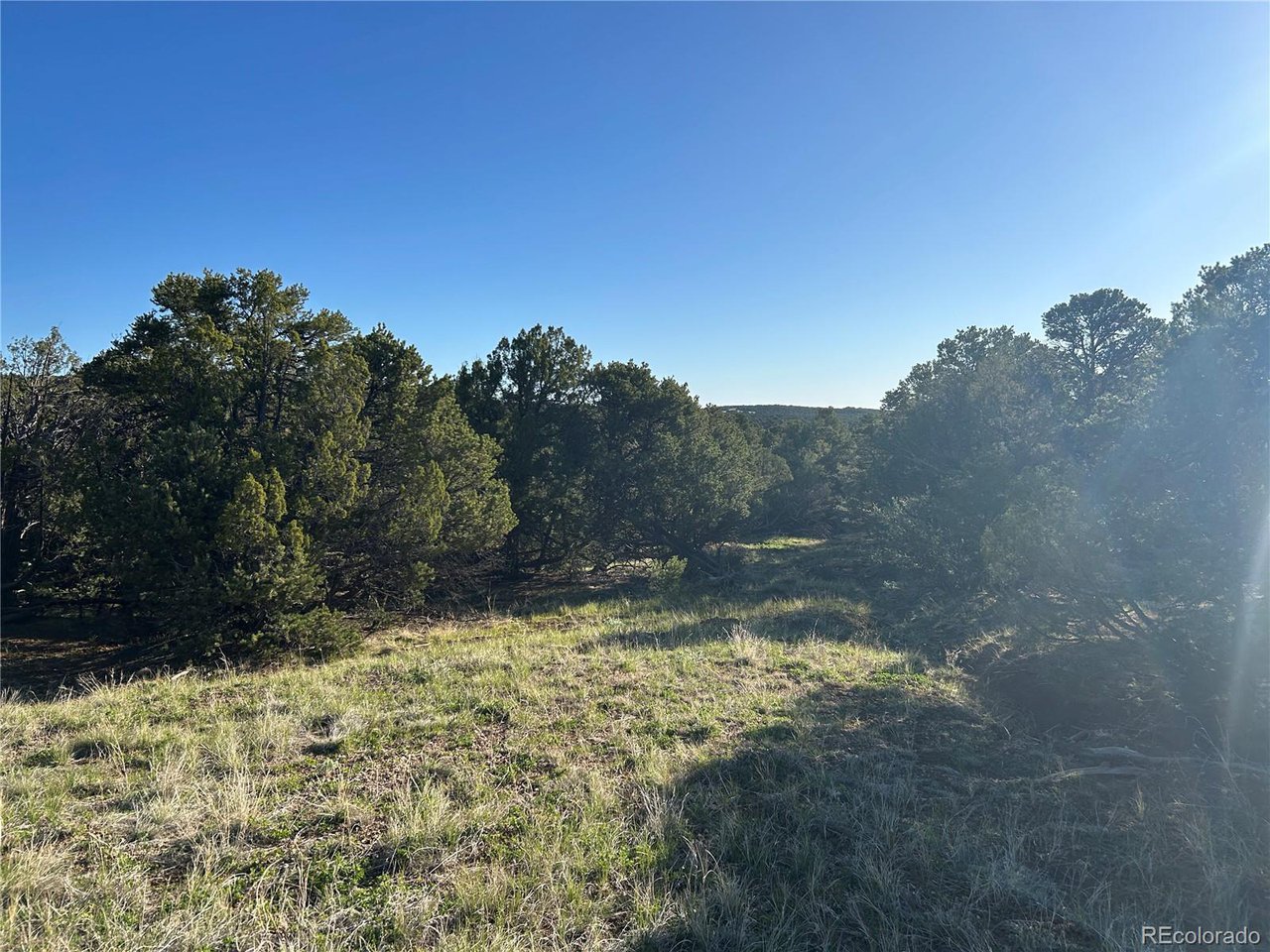 165 Silver Spur Road Walsenburg, CO 81089 - Photo 4 of 18 a view of a yard with a tree