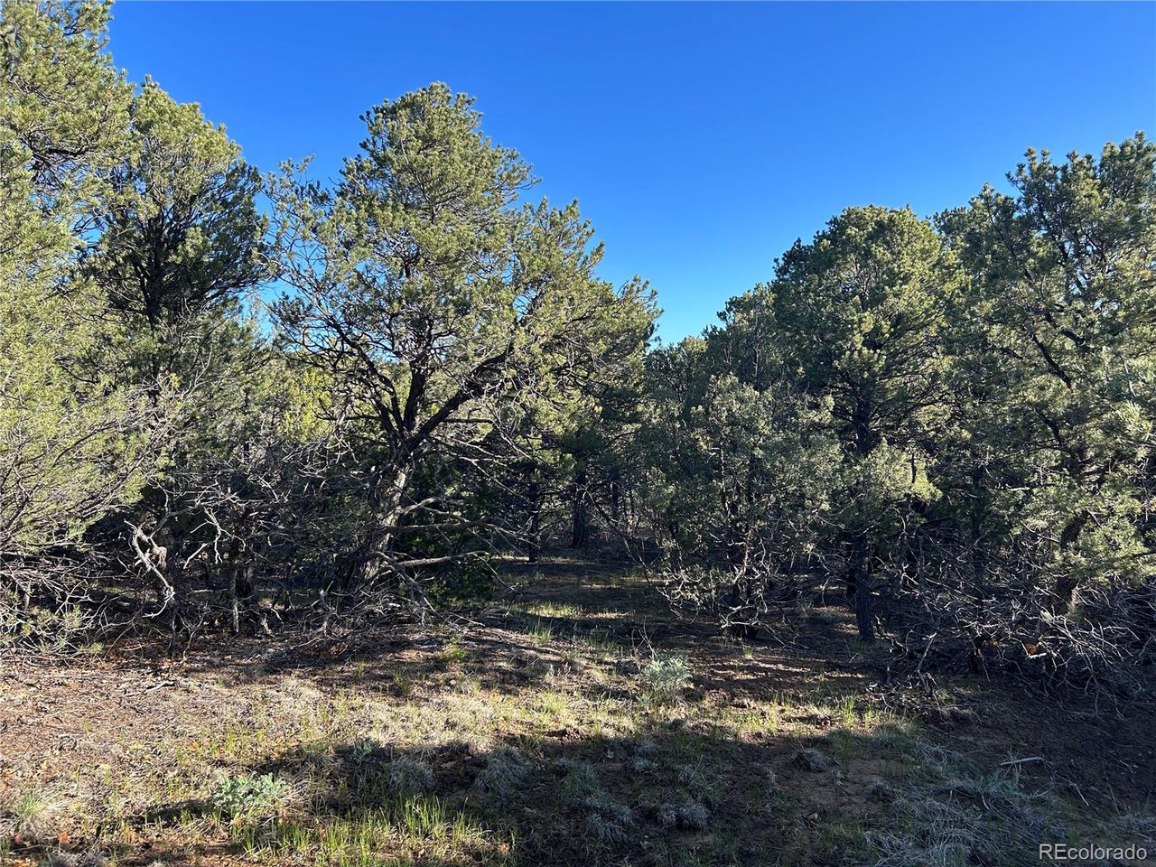 165 Silver Spur Road Walsenburg, CO 81089 - Photo 6 of 18 a view of a lake with a tree in the background