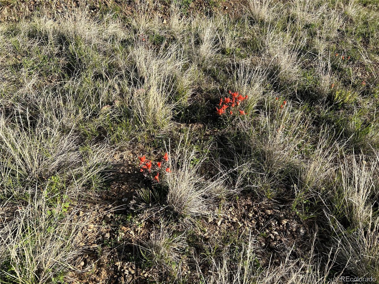 165 Silver Spur Road Walsenburg, CO 81089 - Photo 7 of 18 a view of a flower in a yard