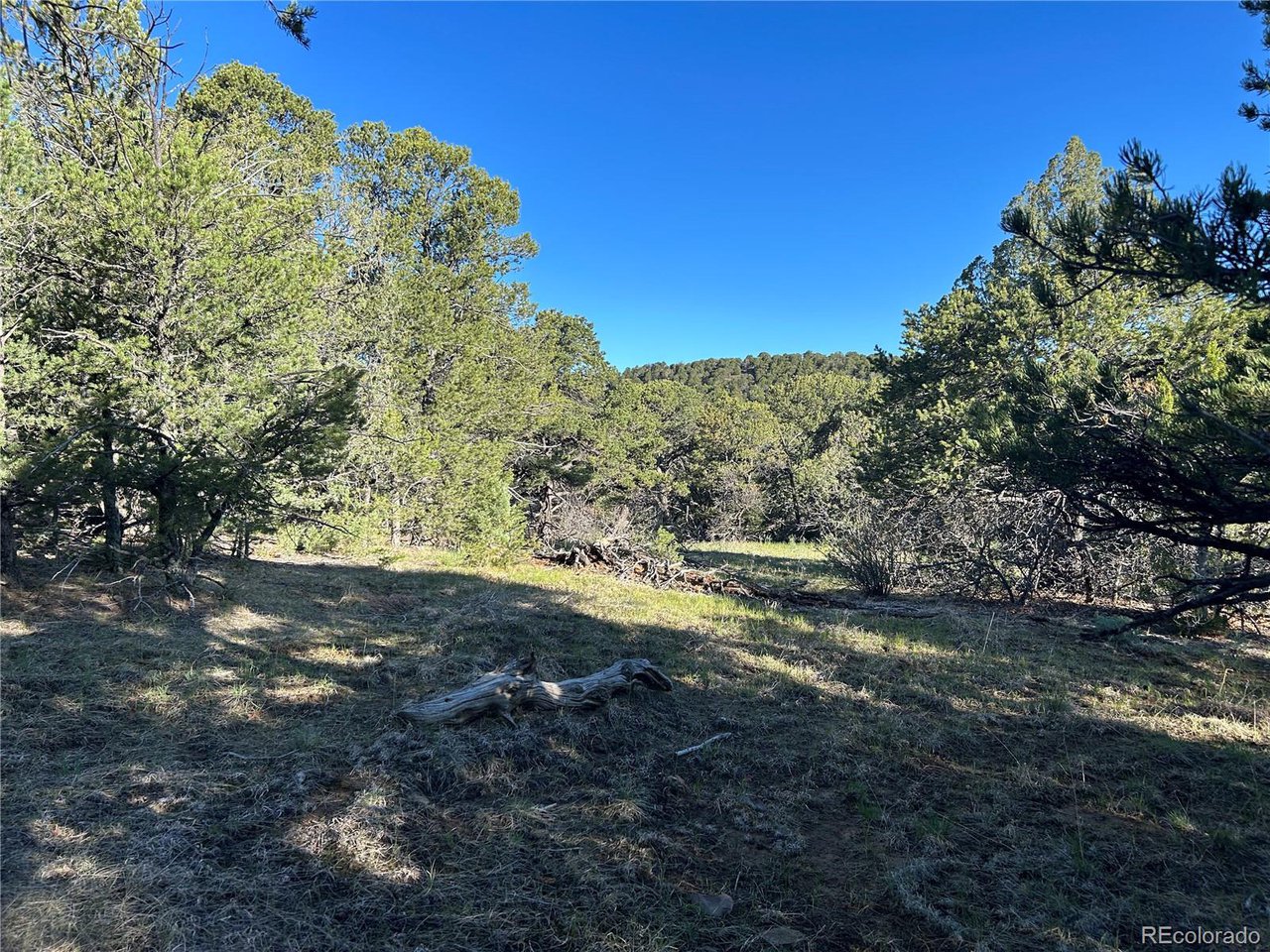 165 Silver Spur Road Walsenburg, CO 81089 - Photo 9 of 18 a view of a yard with a tree