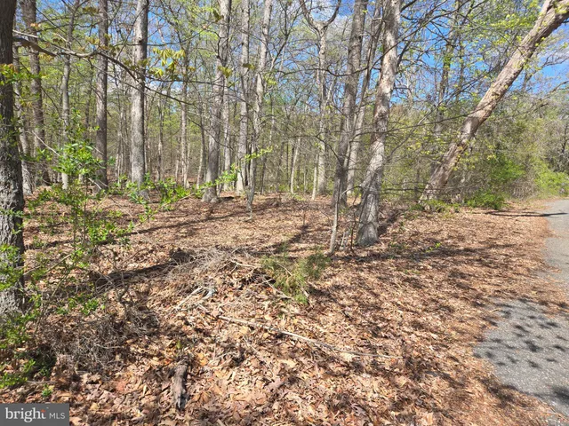 a view of a yard with large trees