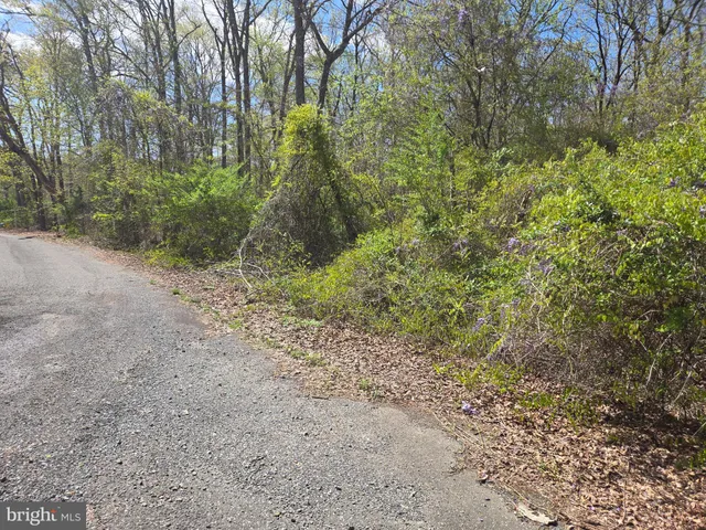 a view of a forest with trees