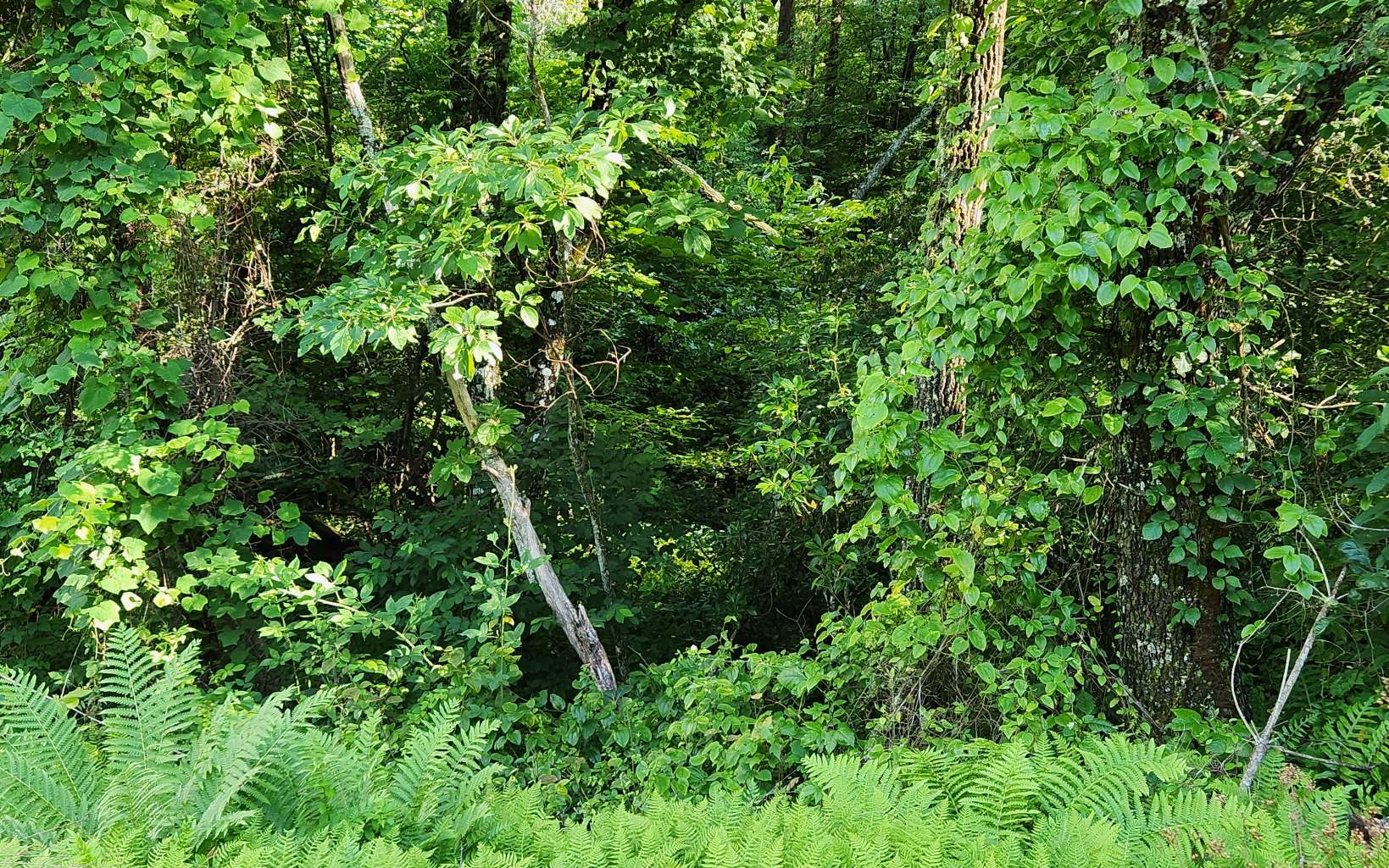 3.5-ac 3.5-ac Sassafras Ridge Road Turtletown, TN 37391 - Photo 11 of 16 Additional View