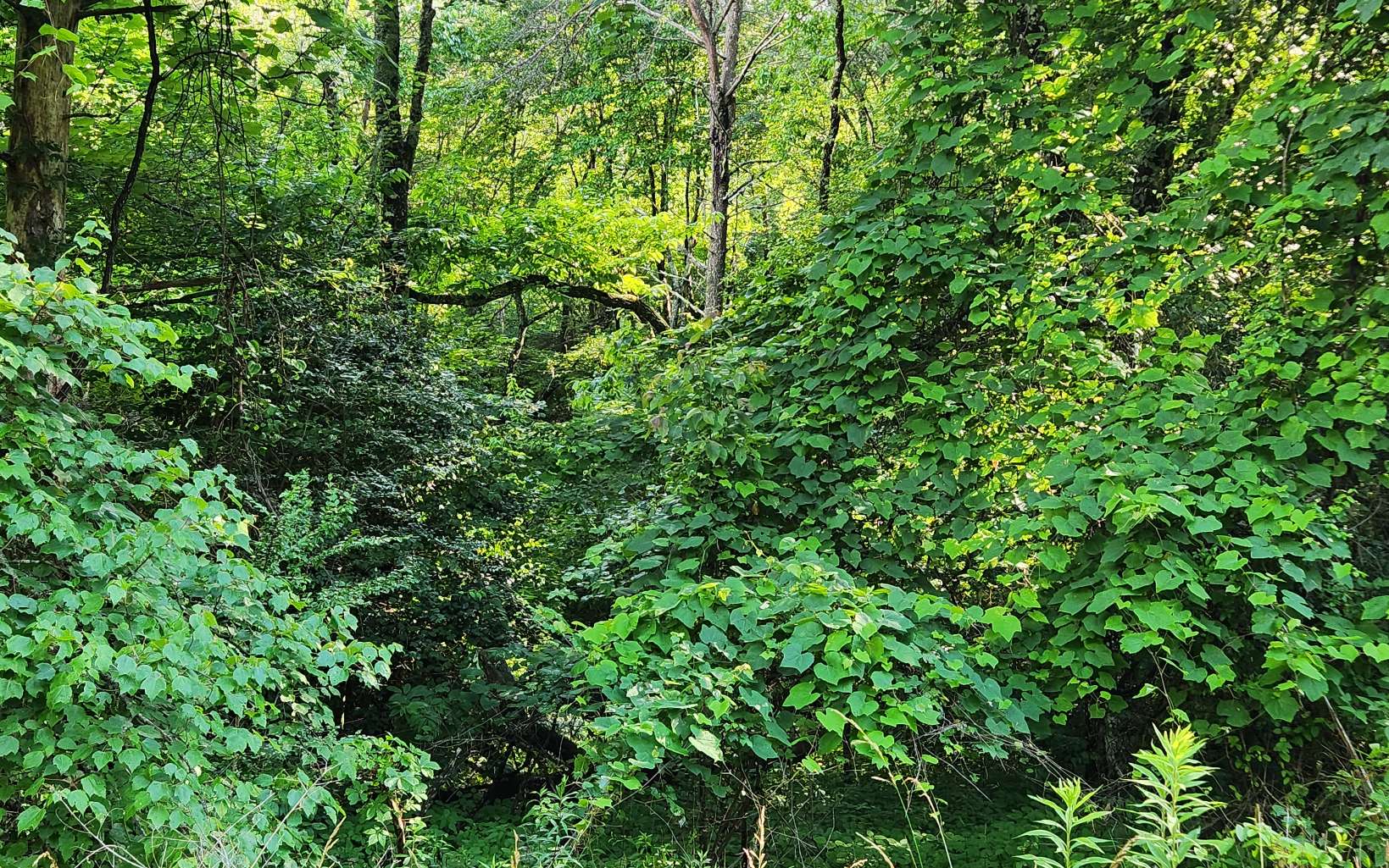 3.5-ac 3.5-ac Sassafras Ridge Road Turtletown, TN 37391 - Photo 12 of 16 Additional View