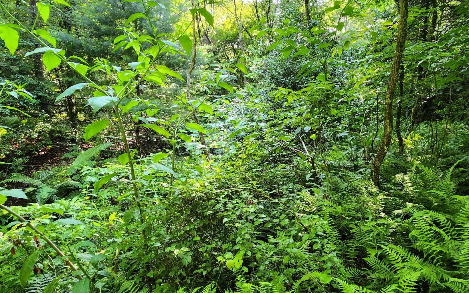 3.5-ac 3.5-ac Sassafras Ridge Road Turtletown, TN 37391 - Photo 13 of 16 Additional View