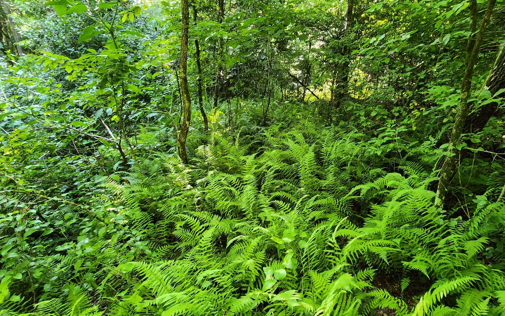 3.5-ac 3.5-ac Sassafras Ridge Road Turtletown, TN 37391 - Photo 14 of 16 Additional View