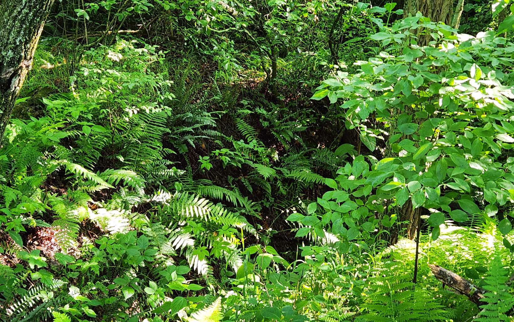 3.5-ac 3.5-ac Sassafras Ridge Road Turtletown, TN 37391 - Photo 15 of 16 Additional View