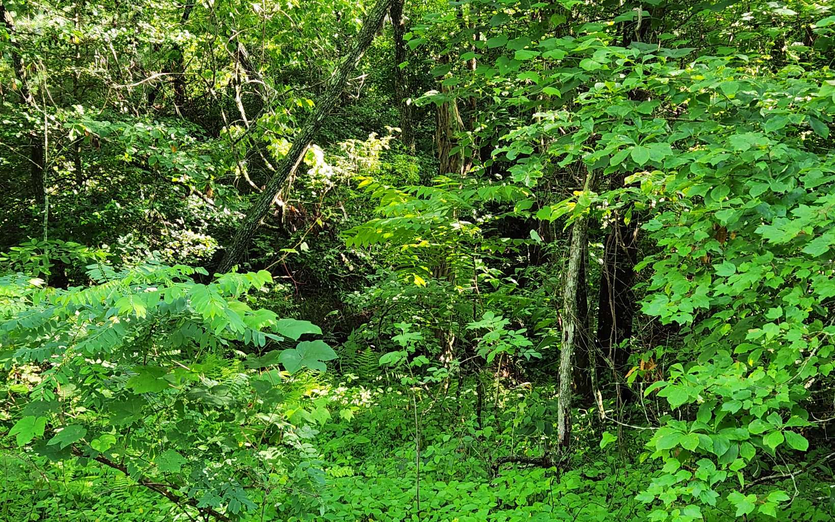 3.5-ac 3.5-ac Sassafras Ridge Road Turtletown, TN 37391 - Photo 16 of 16 Additional View