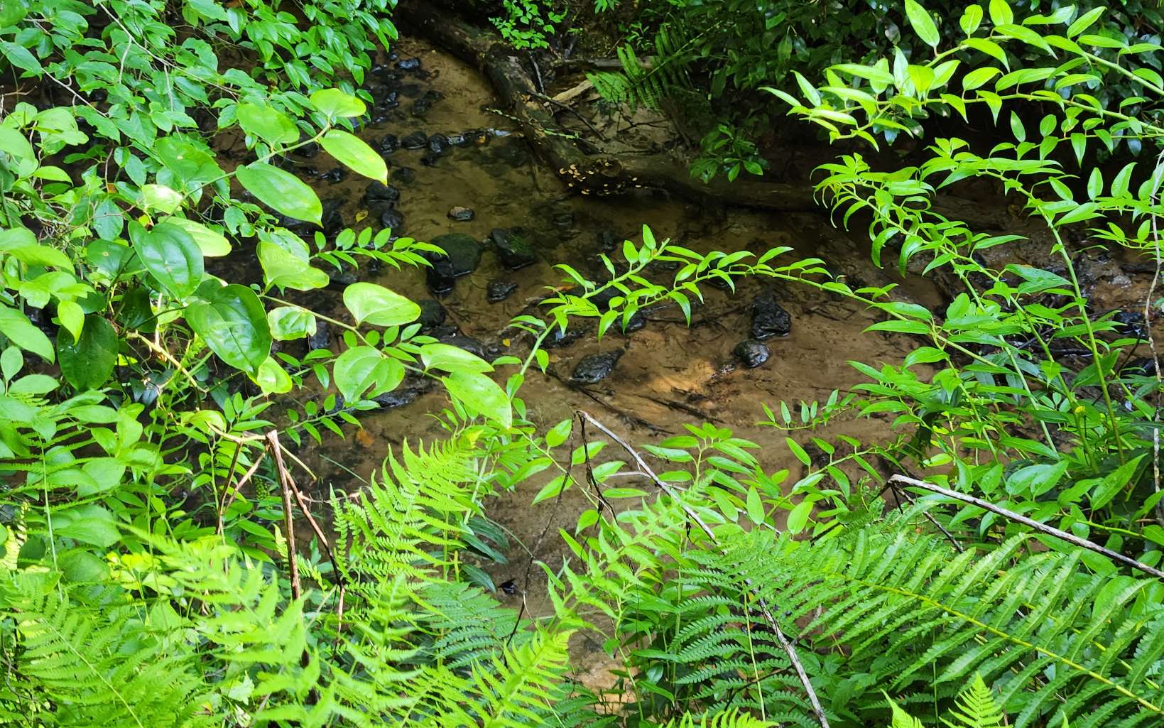 3.5-ac 3.5-ac Sassafras Ridge Road Turtletown, TN 37391 - Photo 2 of 16 Additional View