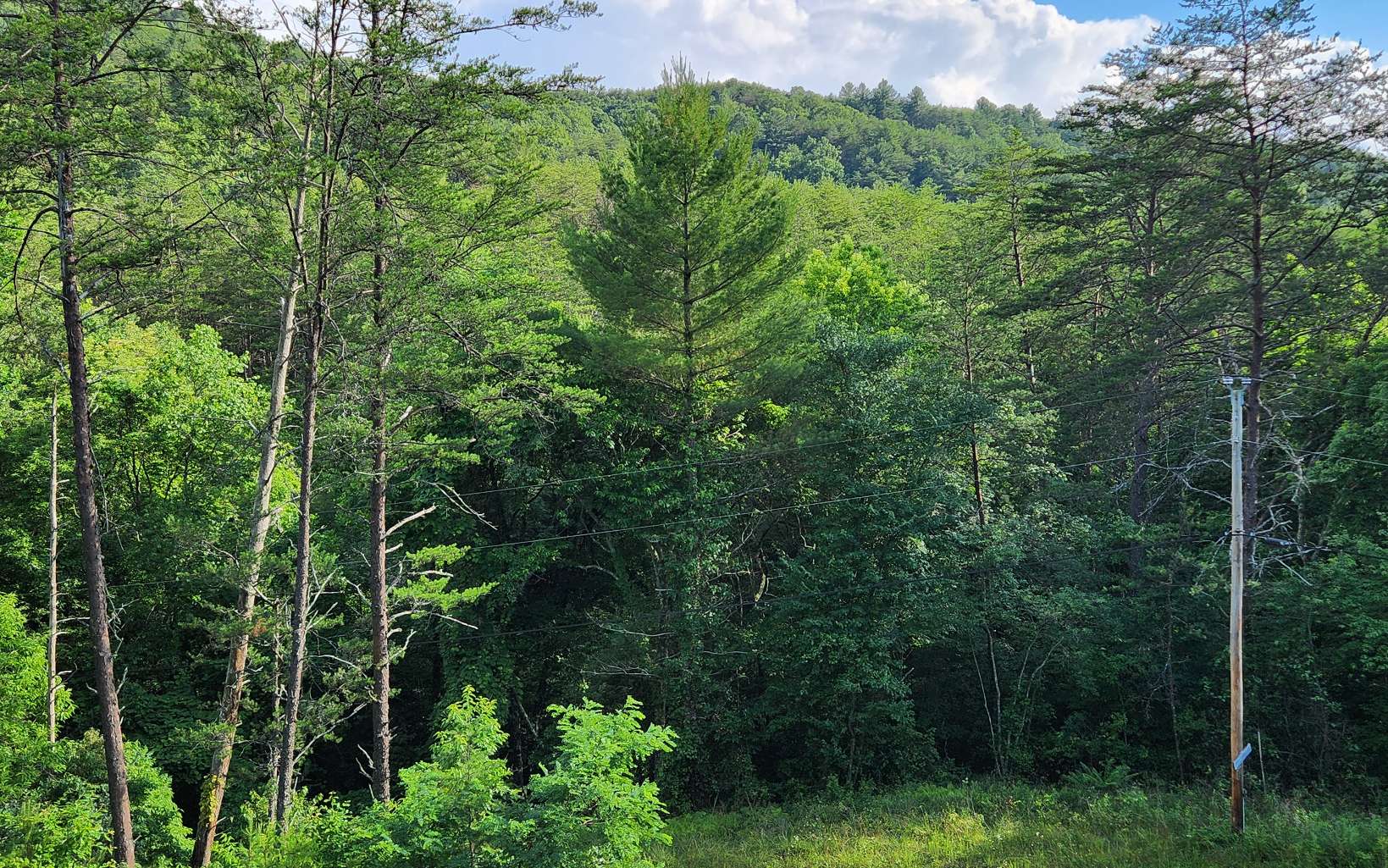 3.5-ac 3.5-ac Sassafras Ridge Road Turtletown, TN 37391 - Photo 3 of 16 Additional View