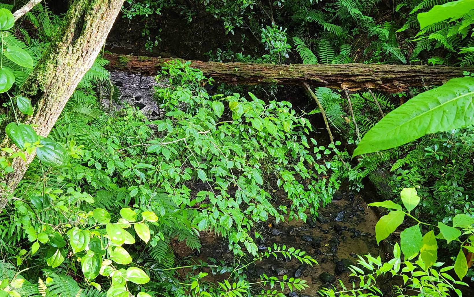 3.5-ac 3.5-ac Sassafras Ridge Road Turtletown, TN 37391 - Photo 6 of 16 Additional View