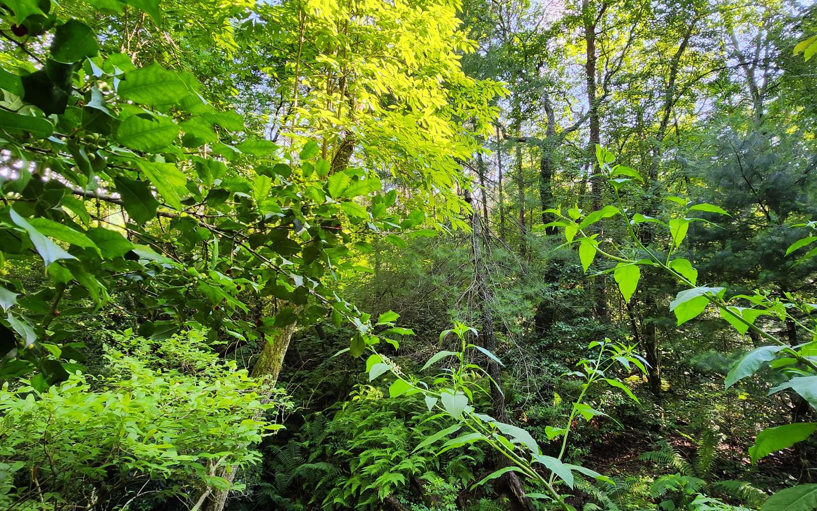 3.5-ac 3.5-ac Sassafras Ridge Road Turtletown, TN 37391 - Photo 8 of 16 Additional View