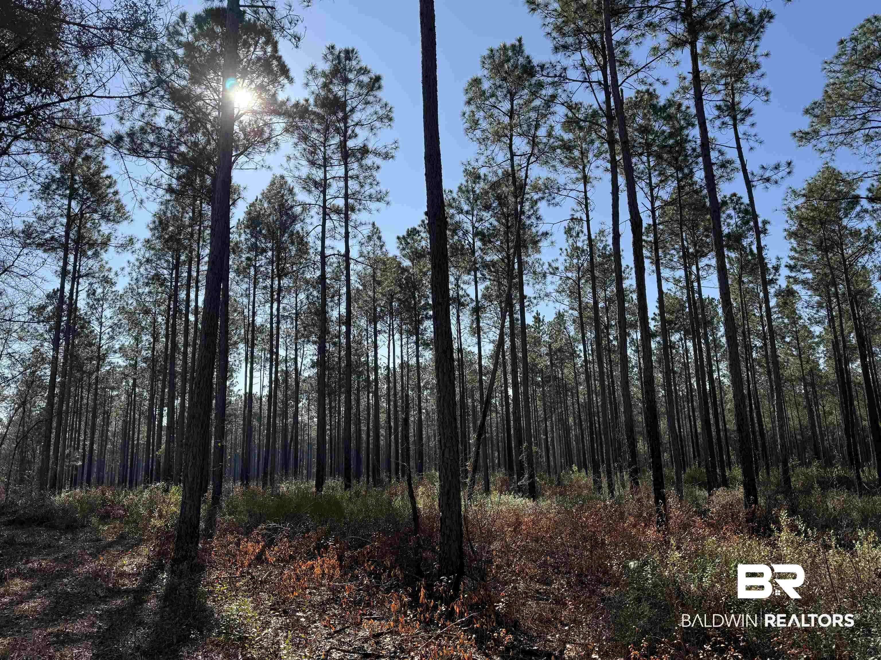 52462 Dyas Road Bay Minette, AL 36507 - Photo 3 of 9