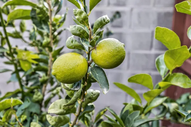 $749,900 | 525 Catalan Court, Roseville, CA 95747