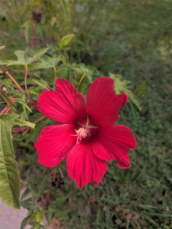 203 Main Street Red Oak, TX 75154 - Photo 30 of 32 a view of a yard
