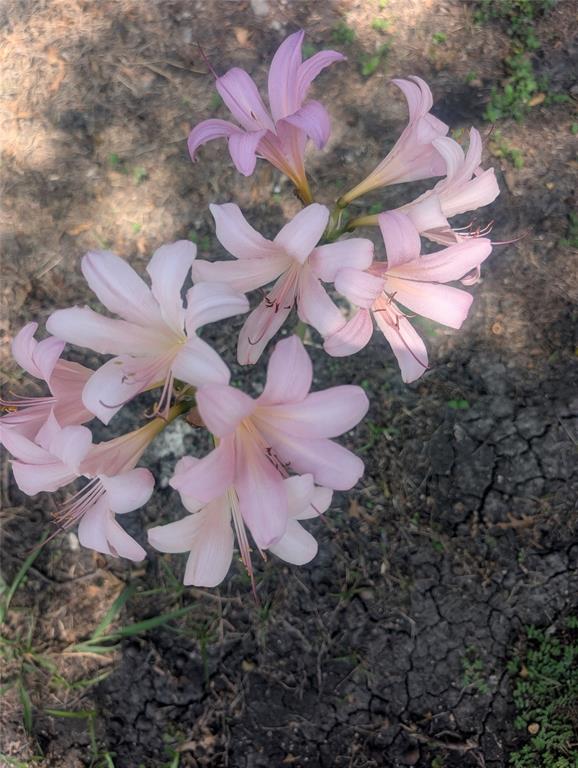 203 Main Street Red Oak, TX 75154 - Photo 31 of 32 a view of a yard