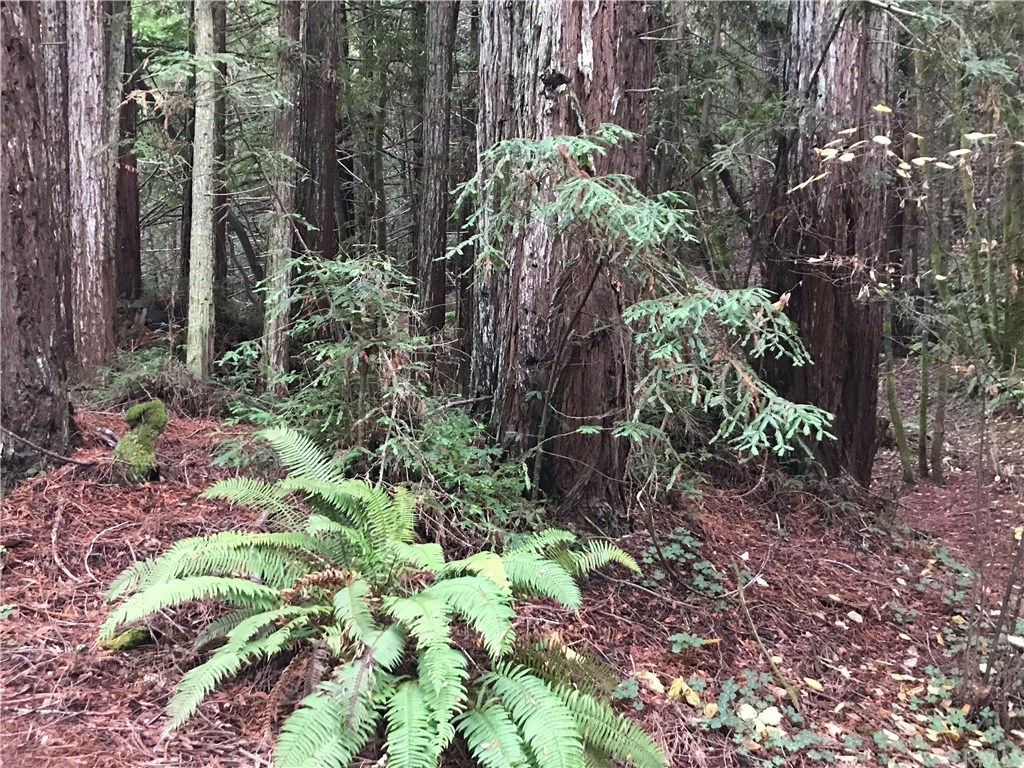 29725 Marsh Creek Road Comptche, CA 95427 - Photo 8 of 9