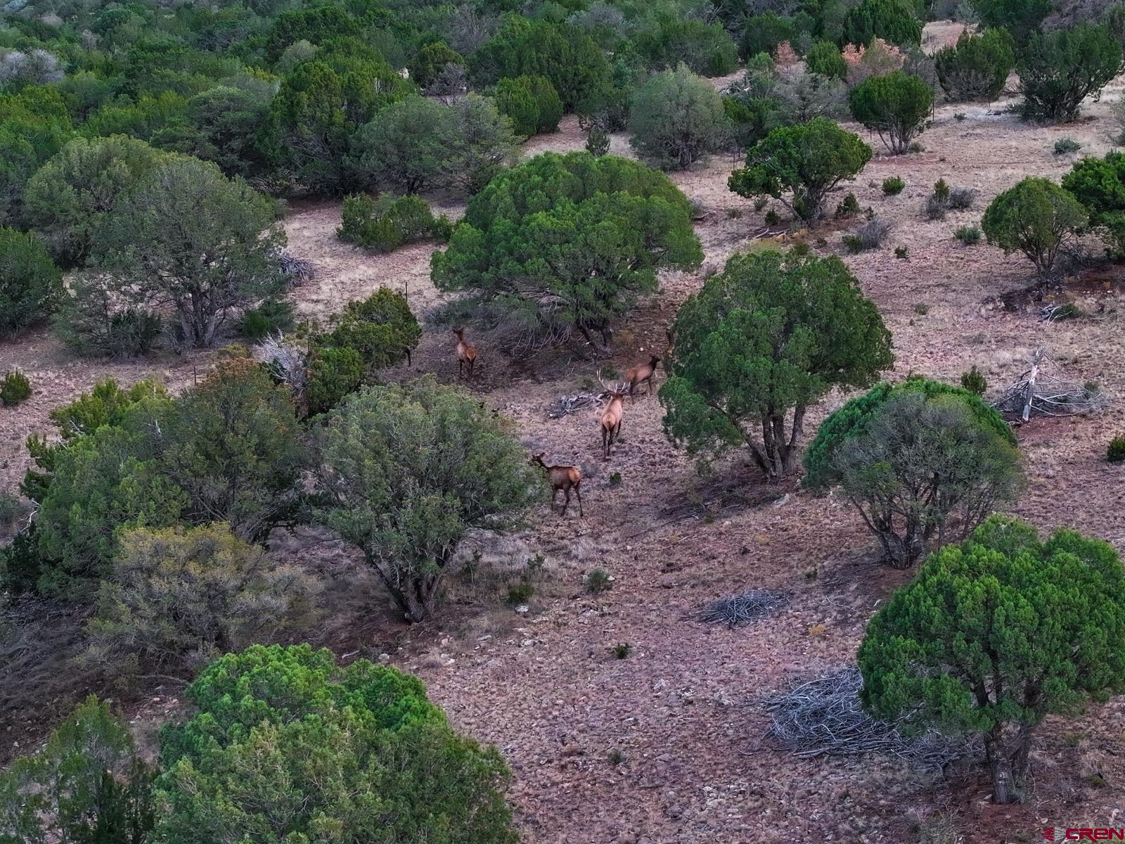 0 Us 380 Carrizozo, NM 88301 - Photo 21 of 34 a view of a yard with a tree