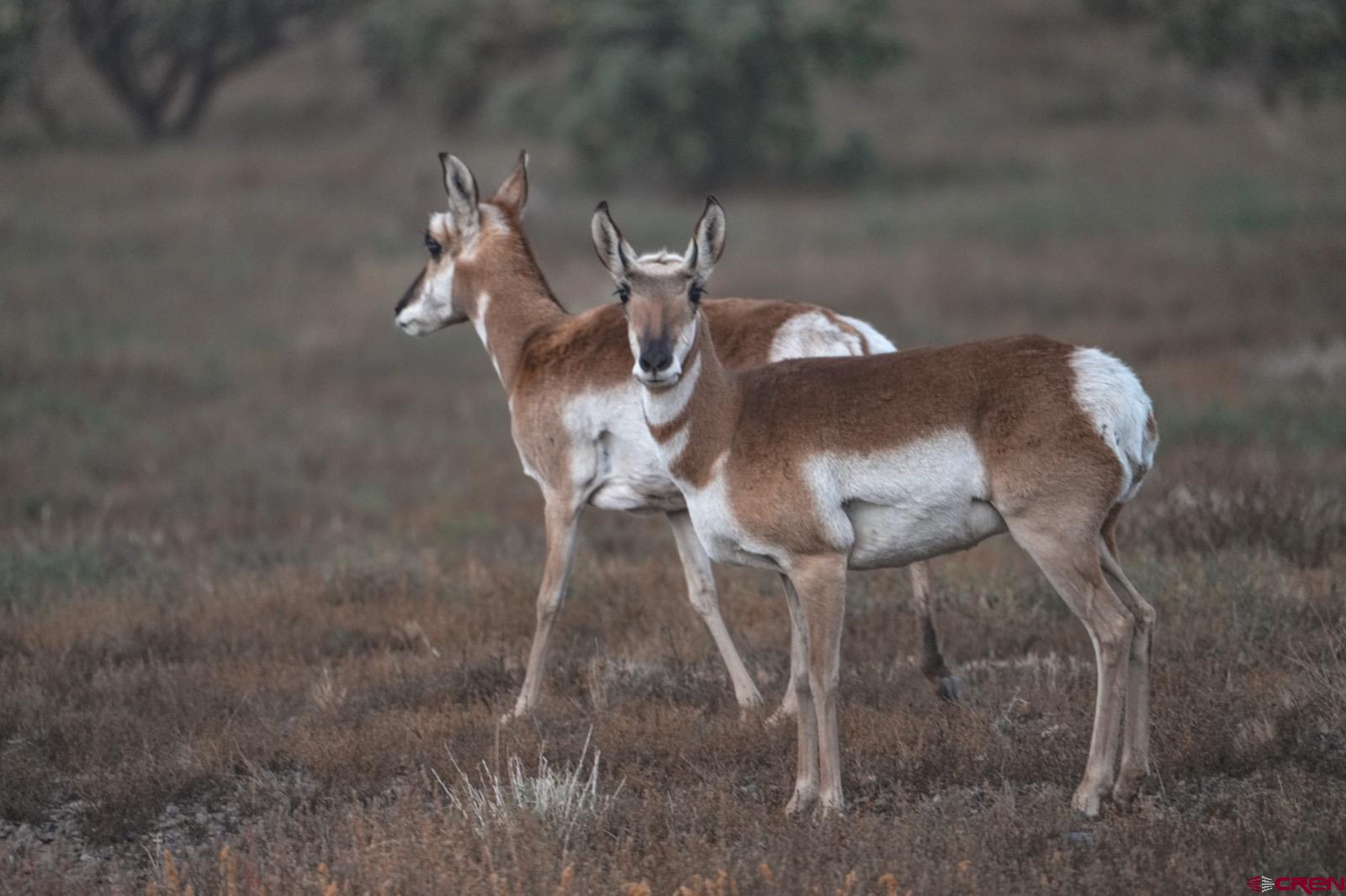 0 Us 380 Carrizozo, NM 88301 - Photo 29 of 34 a close view of tap