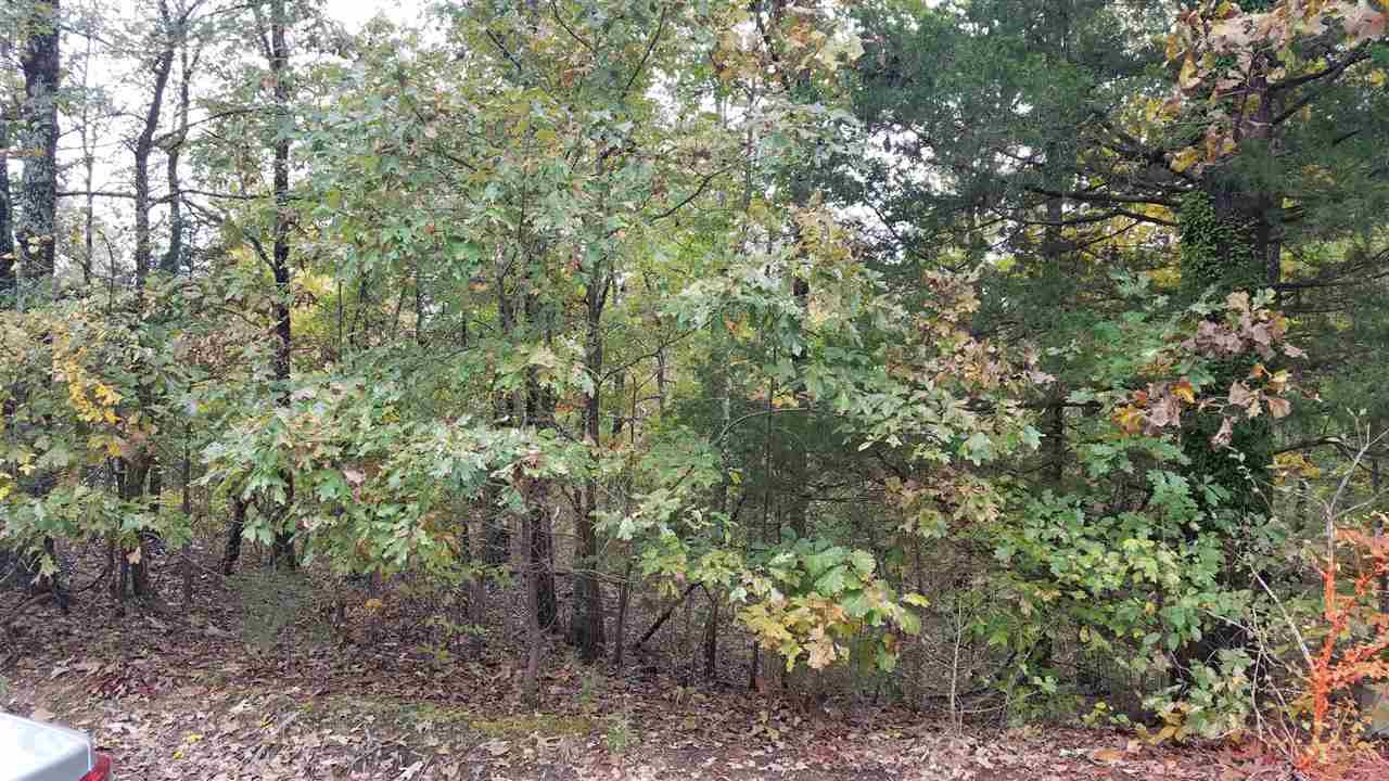 a view of a forest with lots of trees