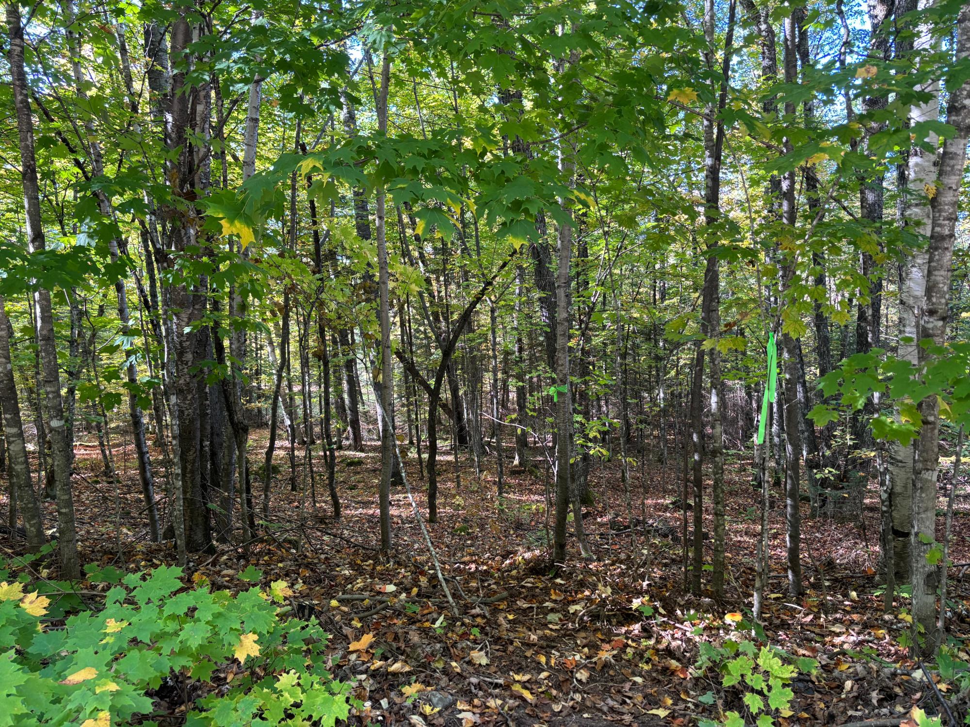 Lot 34 Nicolet Shores Road Phelps, WI 54554 - Photo 9 of 21 Gallery Image 9