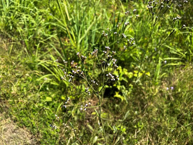 $56,000 | 6 West Carters Ferry Road, Milam, TX 75959