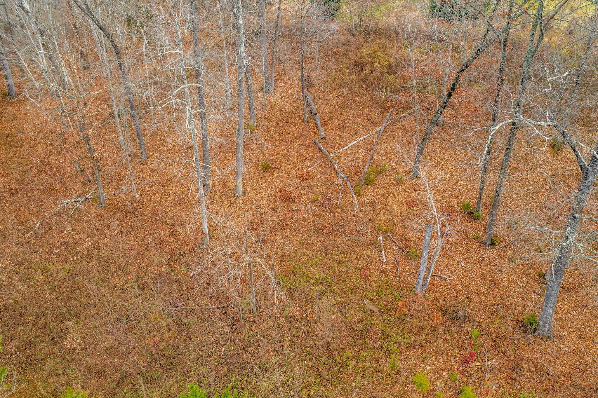 Lot 18 Aidans Trail Rutledge, TN 37861 - Photo 2 of 28 2